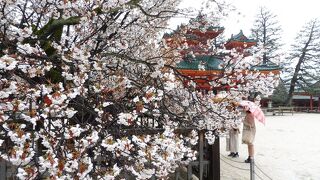 蒼龍楼・こちらは左近の桜側！