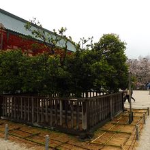 ｢右近の橘｣全景