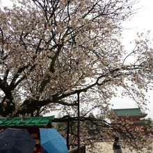 大振りの｢左近の桜｣、向こうに見えるは應天門