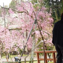 ここ南神苑の紅枝垂れ桜は一段とピンクが濃い