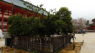 オレンジと薄ピンク！