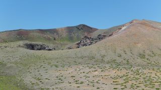 高山植物の群生