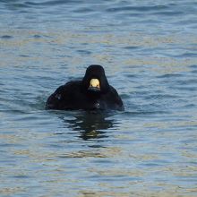 クロガモ♂