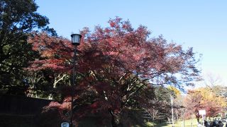 紅葉のピークは過ぎていた