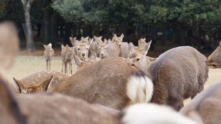 鹿が続々とやってくる！