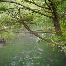 よく見ると水草が。