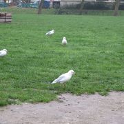 たくさんの鳥とリスに出会える公園