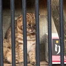 雄のアムールヤマネコのドン