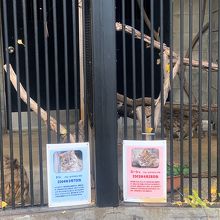 アムールヤマネコ舎