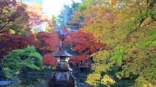 紅葉・黄葉をバックに