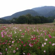 黒姫高原コスモス園 クチコミ アクセス 営業時間 黒姫 野尻湖 フォートラベル 黒姫高原コスモス園 クチコミ アクセス 営業時間 黒姫 野尻湖 フォートラベル