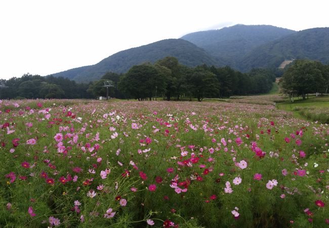 黒姫高原コスモス園 クチコミ アクセス 営業時間 黒姫 野尻湖 フォートラベル