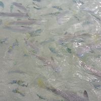 波打ち際でも沢山の魚