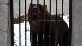 オスのエゾヒグマはやっぱでかい!迫力あり!!