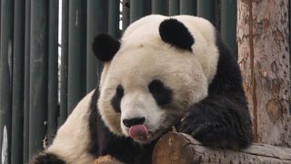 愛嬌のある動きに癒されました