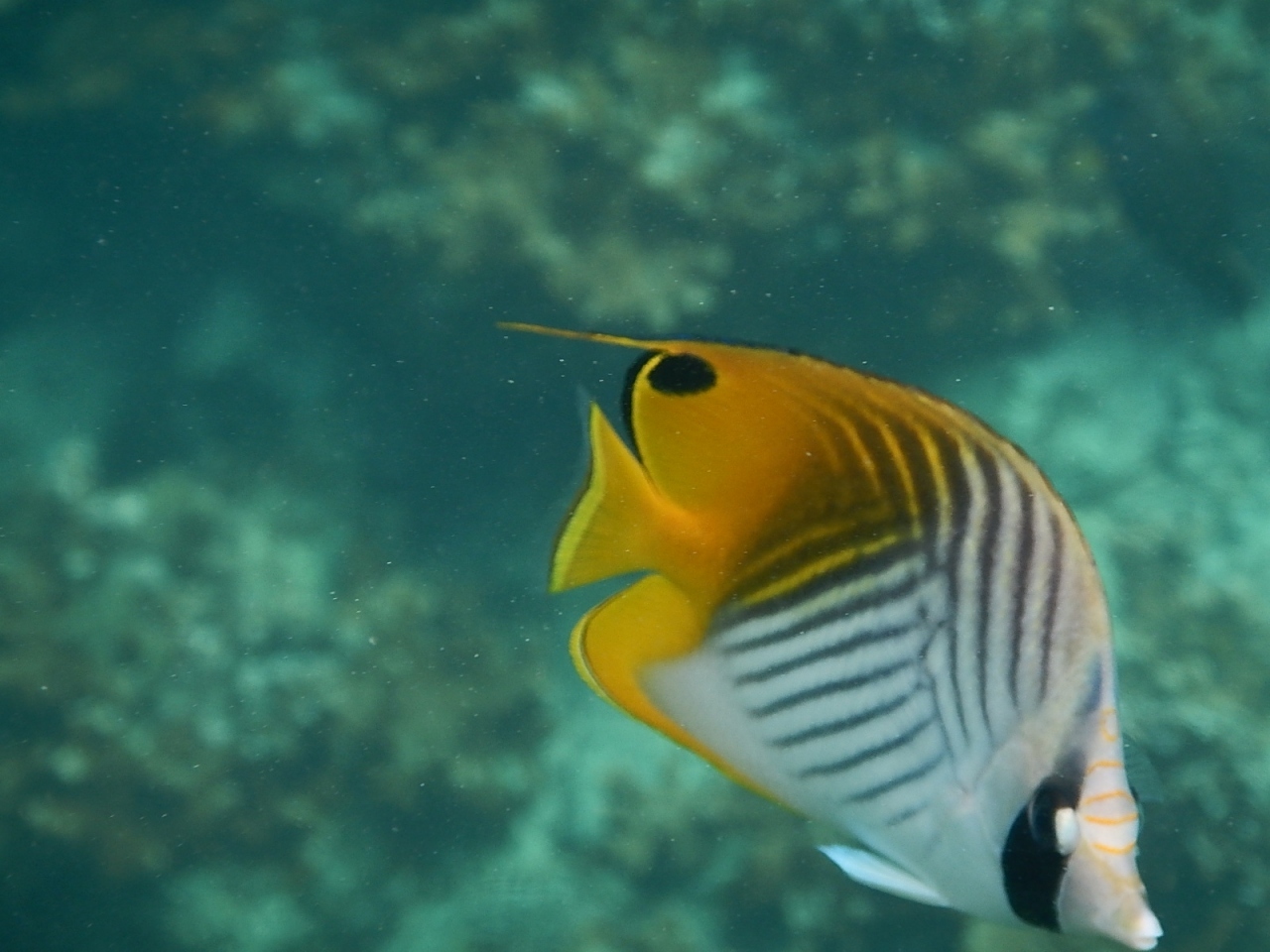 いつ行っても たくさんの魚たちと戯れることができるビーチがあります By ケン マキ 備瀬崎のクチコミ フォートラベル いつ行っても たくさんの魚たちと戯れることができるビーチがあります By ケン マキ 備瀬崎のクチコミ フォートラベル