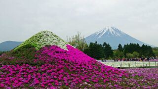 富士山と芝桜の素敵な競演