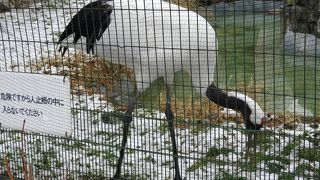 ここでは丹頂鶴とペンギンを見ました