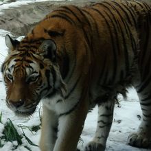 うろうろ…落ち着かないなぁ～