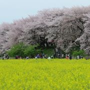 桜と菜の花