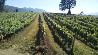 個人ツアーまたはタクシーのチャーターで。ワイン4種類のテイスティングは3,000チャットだった。