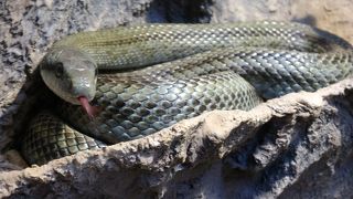 ヘビはキレイな色してるけど気持ち悪ーい！