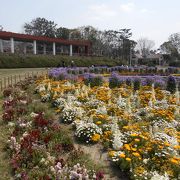 花の綺麗な規模の大きな公園です。