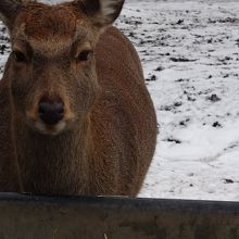 こちらの様子をちらちら伺ってます