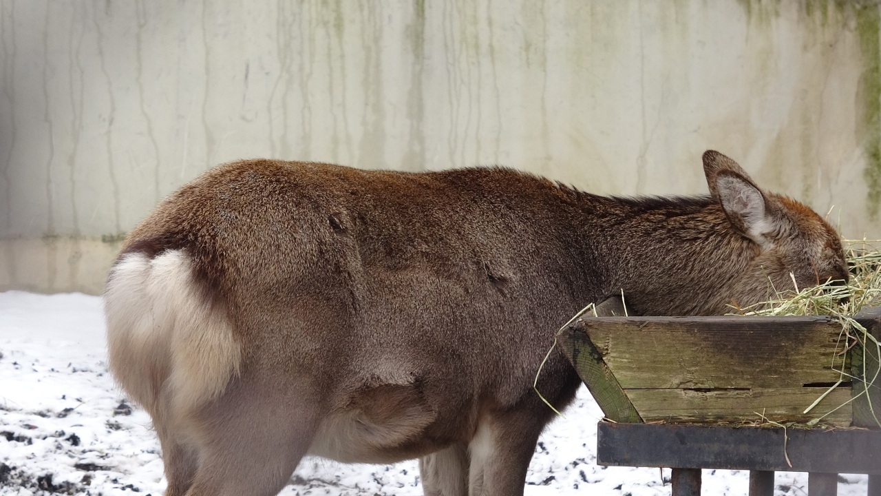 草をむしゃむしゃと食べてる様子がかわいらしい！