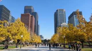 銀杏並木の黄葉がとても綺麗な通りでした