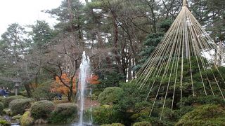 兼六園の雪つり