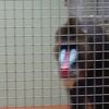 円山動物園 モンキーハウス クチコミ アクセス 営業時間 札幌 フォートラベル
