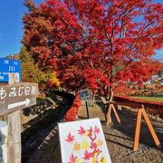 富士河口湖もみじ回廊