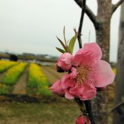 花桃と菜の花の時期が良い