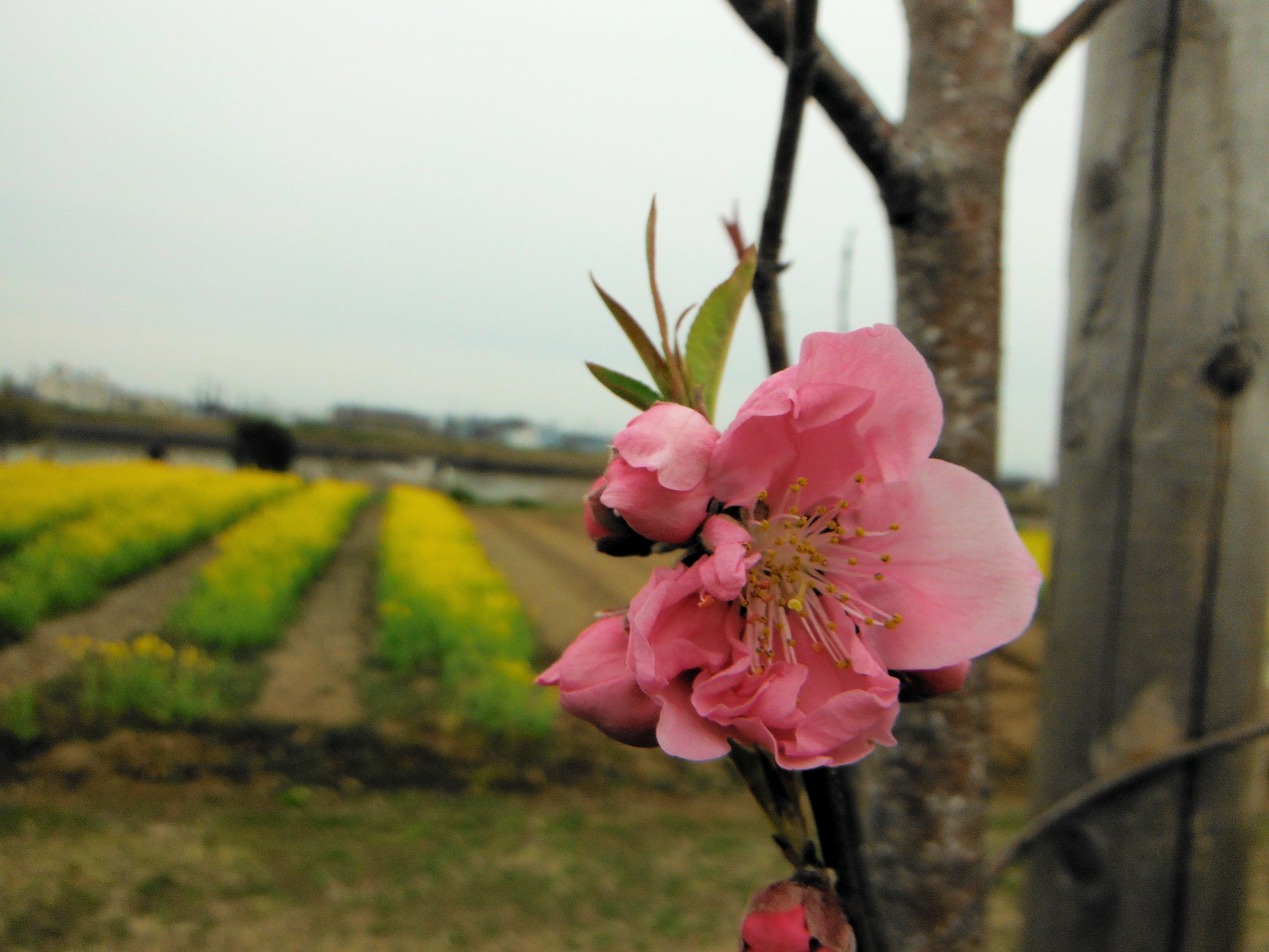 中川やしおフラワーパーク(花桃)