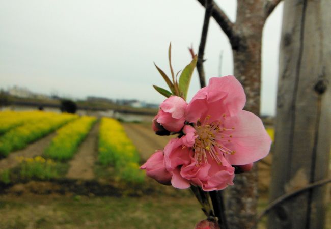 花桃と菜の花の時期が良い