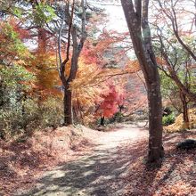 紅葉と木漏れ日を楽しみながらの遊歩道