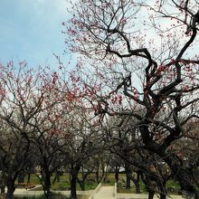 大谷田公園(梅園)