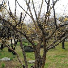 大谷田公園(梅園)