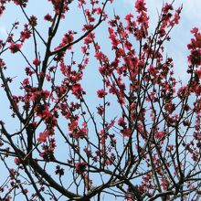 大谷田公園(梅園)