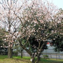 大谷田公園(梅園)