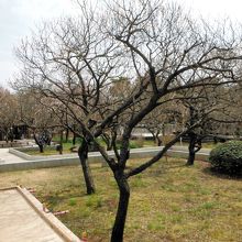 大谷田公園(梅園)
