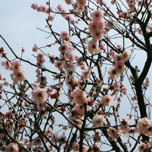 大谷田公園(梅園)
