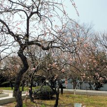 大谷田公園(梅園)