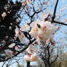 大谷田公園(梅園)