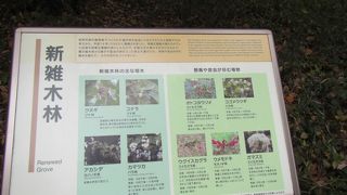 二の丸雑木林に隣接