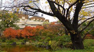 曇天が残念でした