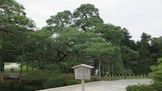 武家の庭園である兼六園に相応しい、内に秘めた強さを感じさせてくれました。