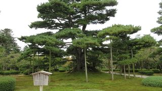 、「根上松」の名前の通り根っこが地面から上に浮き上がっている姿に驚かされました。