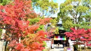 智積院 講堂；灰色の瓦/五色のぼりと紅葉　